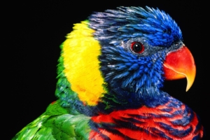 Rainbow Lorikeet Bird3236112523 300x200 - Rainbow Lorikeet Bird - rainbow, Lorikeet, Bird